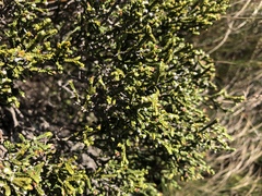 Passerina montana
