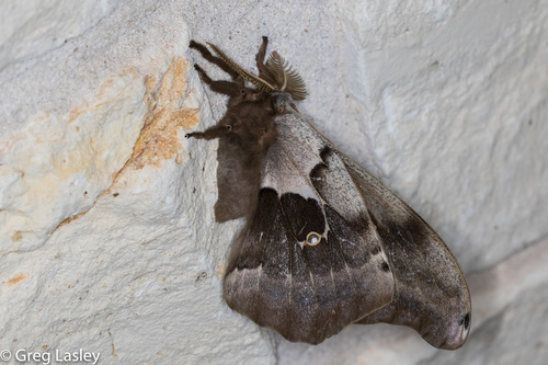 Polyphemus Moth, photo 7 of 7