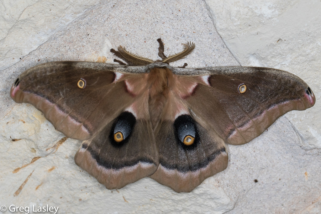 Emperor Moths