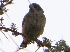 Crithagra donaldsoni