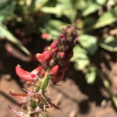 Indigofera dimidiata