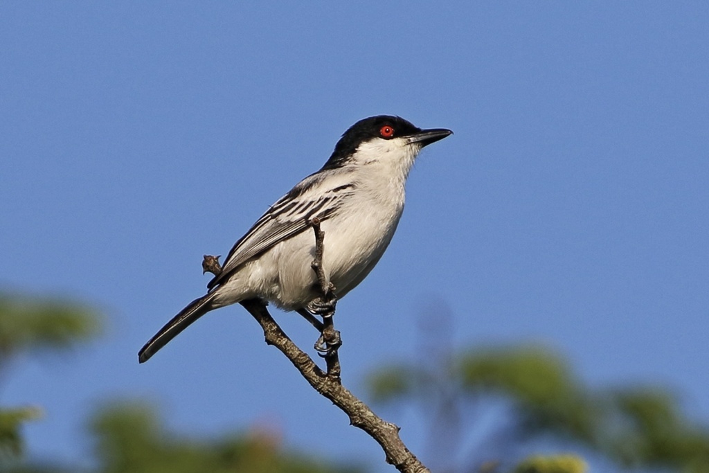 Black-backed Puffback photo