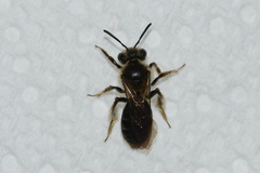 Andrena fenningeri