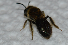 Andrena fenningeri