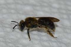 Andrena fenningeri