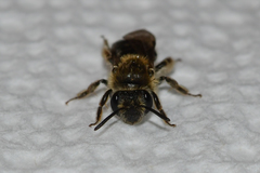 Andrena fenningeri