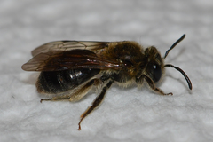 Andrena fenningeri