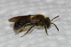 Andrena fenningeri