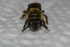 Andrena fenningeri