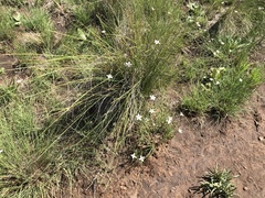 Wahlenbergia stellarioides