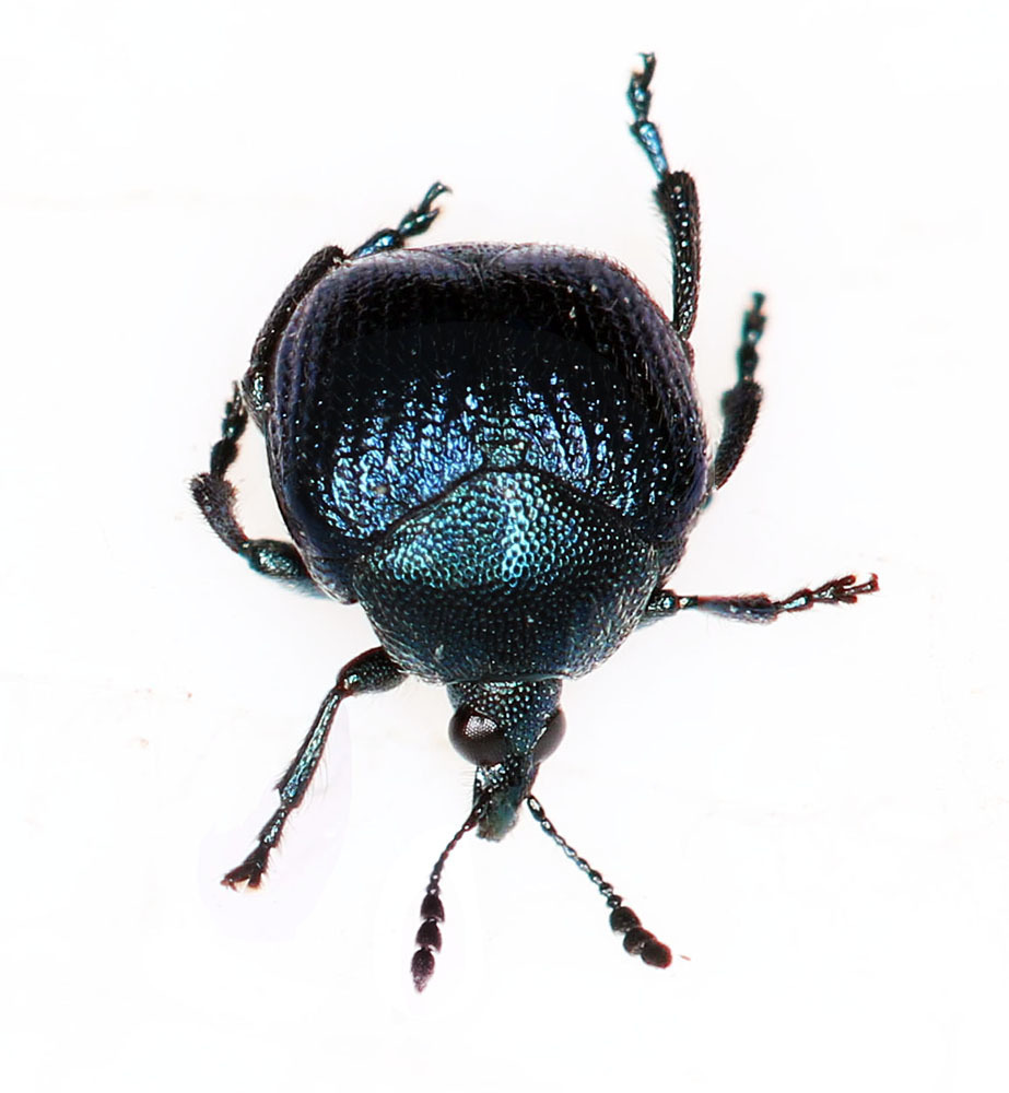 Pterocolus tuberculatus