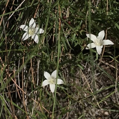 Wahlenbergia stellarioides