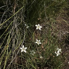 Wahlenbergia stellarioides