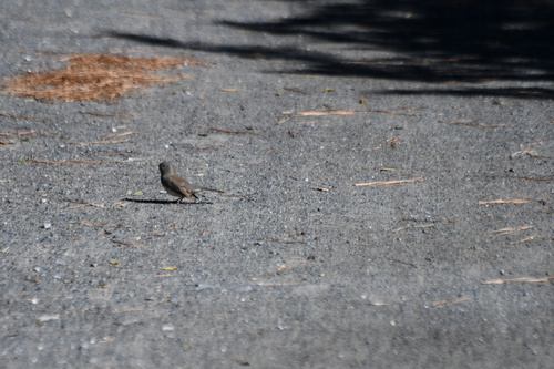 Dark-eyed Junco photographed in Delaware