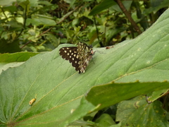 Catasticta seitzi seitzi