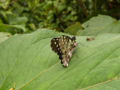 Catasticta seitzi seitzi