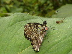 Catasticta seitzi seitzi