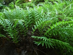 Drynaria quercifolia