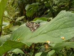 Catasticta seitzi seitzi