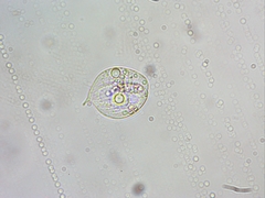 Phacus ocellatus