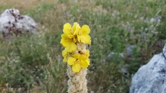 Verbascum giganteum