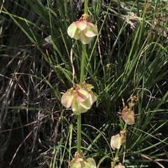 Rumex woodii