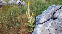 Verbascum giganteum