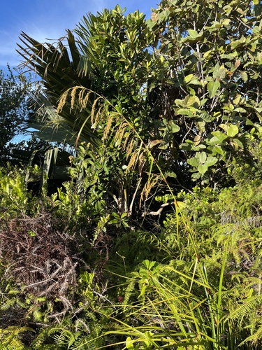 Costularia hornei