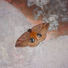 Automeris liberia