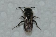 Osmia atriventris