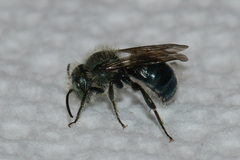 Osmia atriventris
