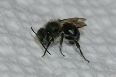 Osmia atriventris