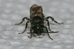 Osmia atriventris