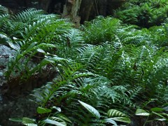 Drynaria quercifolia