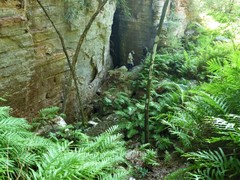 Drynaria quercifolia