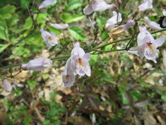 Penstemon laxiflorus