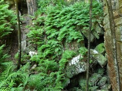 Drynaria quercifolia