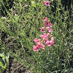 Diascia integerrima