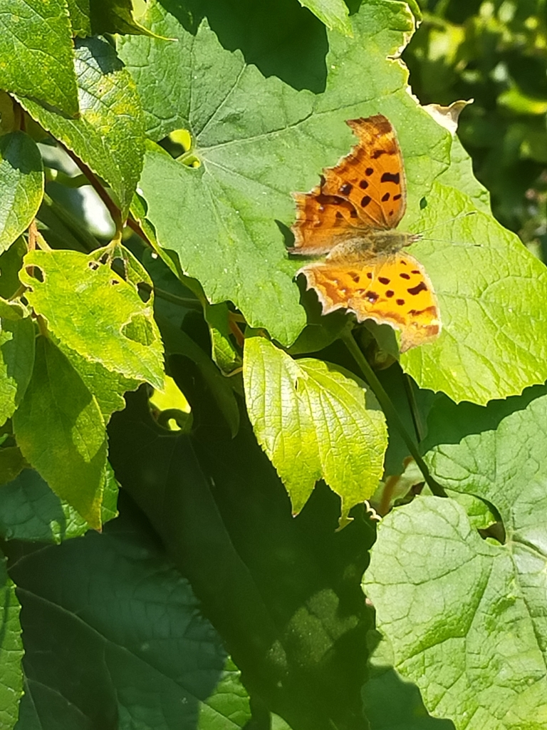 Asian Comma from 日本 〒231-0016 on October 28, 2023 at 09:48 AM by コウジ ...
