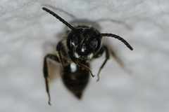 Andrena fenningeri