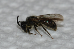 Andrena fenningeri