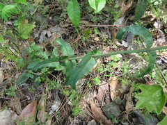 Penstemon laxiflorus