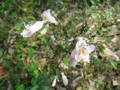 Penstemon laxiflorus