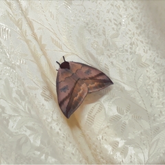 Automeris liberia