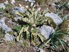 Verbascum giganteum