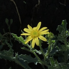 Osteospermum scariosum