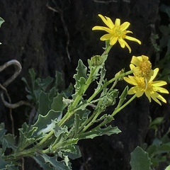 Osteospermum scariosum