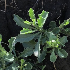 Osteospermum scariosum
