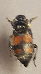 Nicrophorus hebes