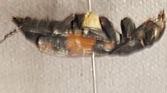 Nicrophorus hebes